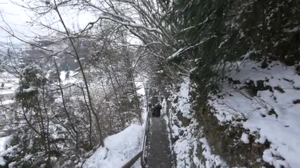 森の中の階段を歩く人々 — ストック動画