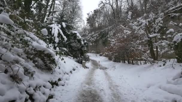 Vicolo Innevato Una Foresta — Video Stock