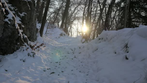 Światło Słoneczne Widziane Przez Pnie Drzew Zimowy Dzień — Wideo stockowe