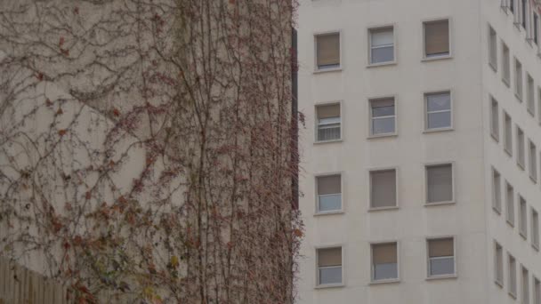 Pared Con Planta Trepadora — Vídeos de Stock