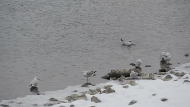 在河岸沐浴的海鸥 — 图库视频影像