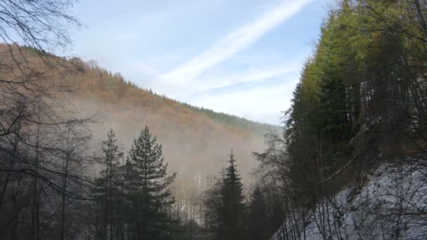 Bomen Een Berggebied — Stockvideo