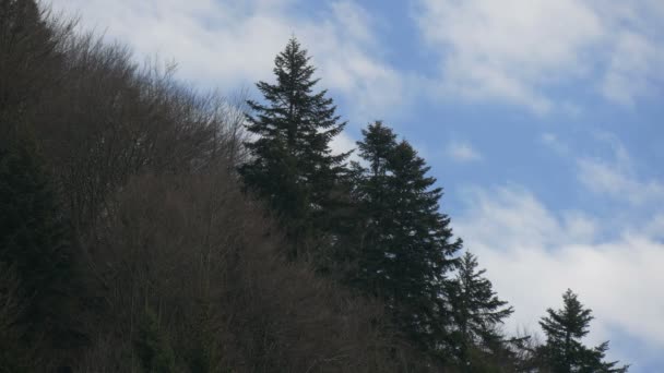 Fir Trees Seen Hill — Stockvideo