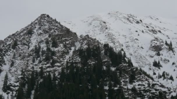 Montaña Cubierta Nieve Abetos — Vídeo de stock
