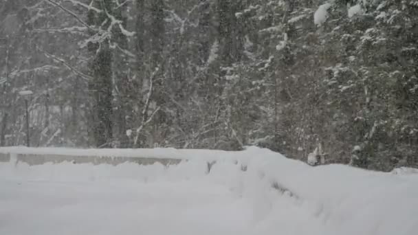 Schneefall Über Dem Wald — Stockvideo