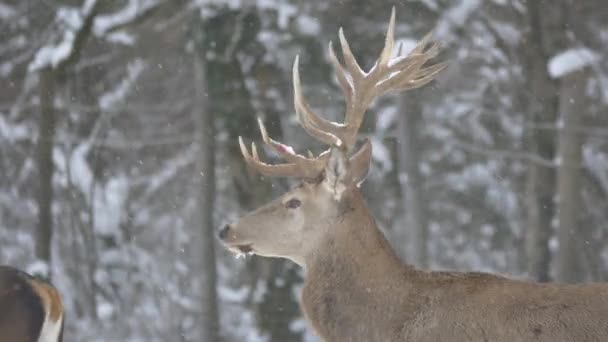 Herten Wandelen Een Winterdag — Stockvideo