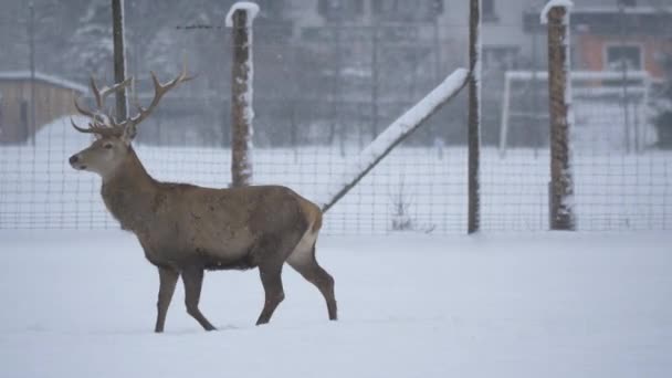 Männliche Und Weibliche Hirsche Laufen Schnee — Stockvideo