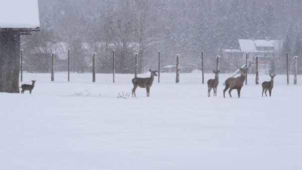 Herd Deer Winter Day — Stock Video