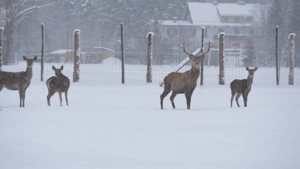 Ciervo Parado Nieve — Vídeos de Stock