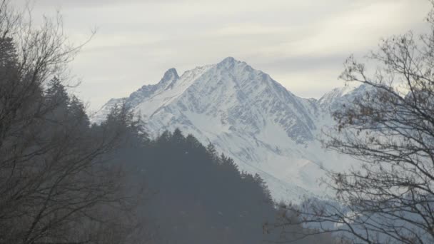 白木の森と雪の山 — ストック動画