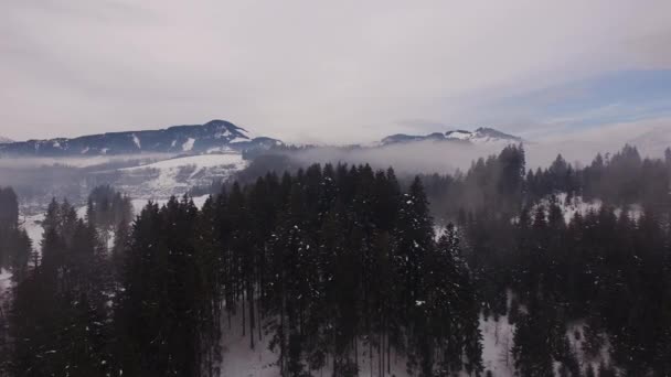冬のモミの木の森の空中風景 — ストック動画
