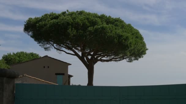 Akdeniz Çam Ağacının Manzarası — Stok video