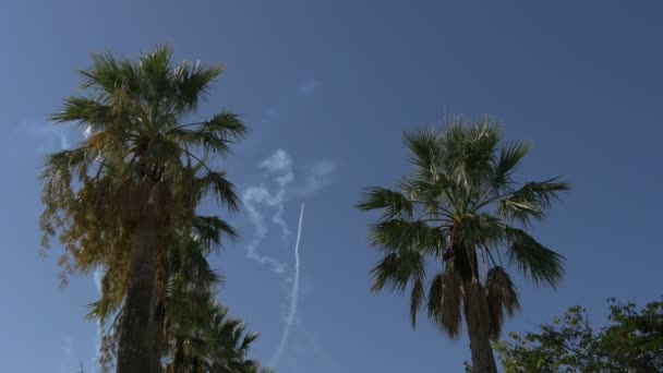 Plane Smoke Trails Palm Trees — Stock Video