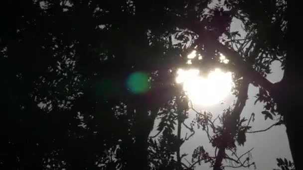 Sun Seen Branches Tree Secvență video de stoc