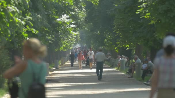 Wandelen Een Steegje Het Park — Stockvideo