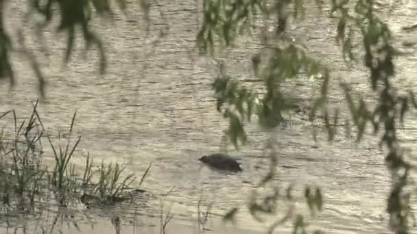 Утка Плавает Воде — стоковое видео