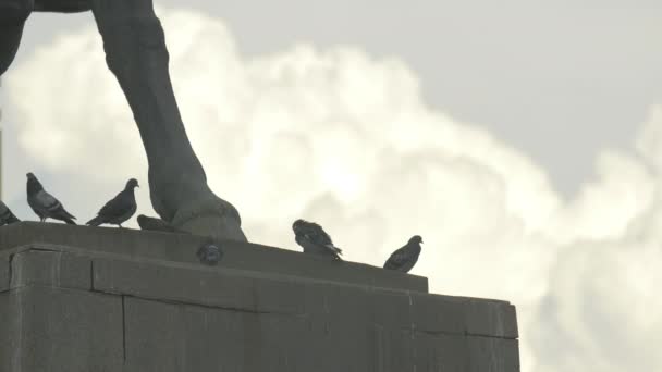 Pombos Sobre Pedestal Estátua — Vídeo de Stock