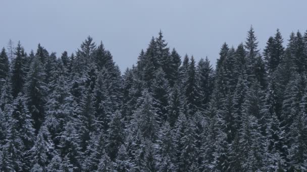 Bosque Abeto Durante Invierno — Vídeos de Stock