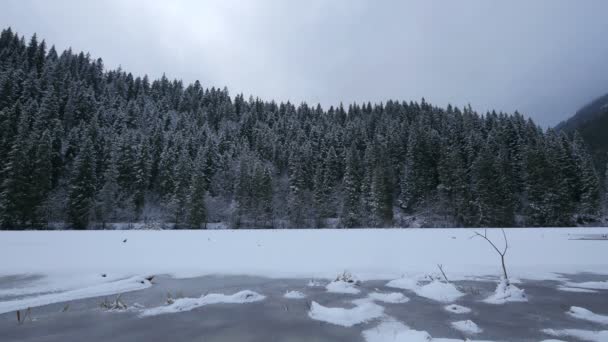 Lacu Rosu Congelé Une Forêt Sapins — Video