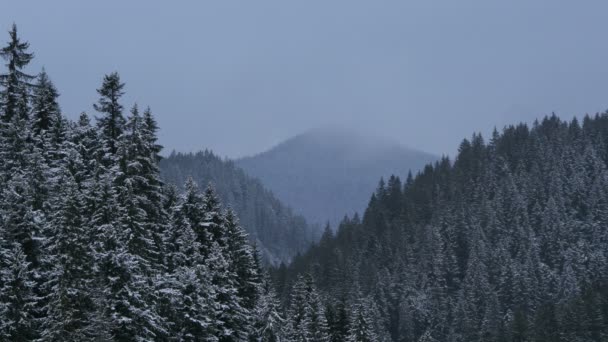 Gefrorene Tannenwälder — Stockvideo