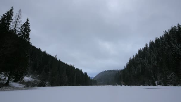 Paisaje Bosque Abeto Durante Invierno — Vídeos de Stock