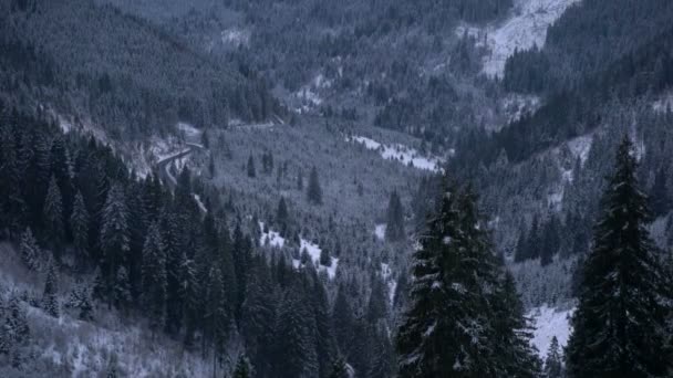 Kippblick Auf Tannenwälder Auf Bergen — Stockvideo