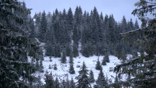 Los Abetos Día Invernal — Vídeos de Stock