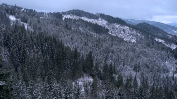 Bosque Abeto Durante Invierno — Vídeos de Stock