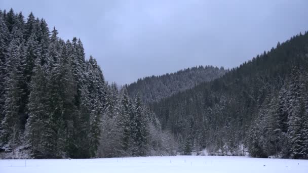 Bosque Abeto Durante Invierno — Vídeos de Stock