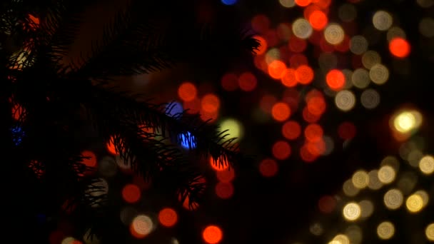 Christmas Lights Fir Tree Branch — Stock Video