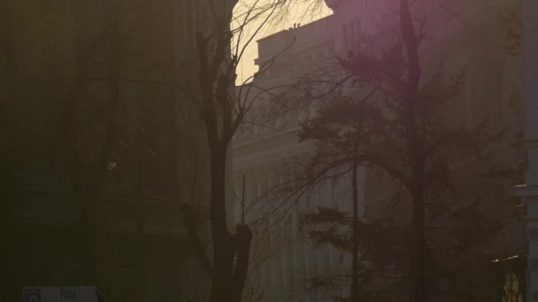 Edifici Visti Dietro Alberi Senza Foglie — Video Stock