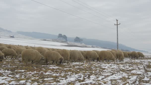 Πρόβατα Που Περπατούν Χιονισμένο Χωράφι — Αρχείο Βίντεο