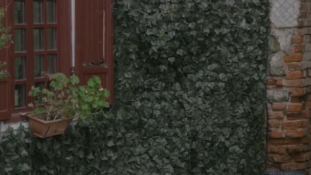 Ściana Pokryta Bluszczem — Wideo stockowe