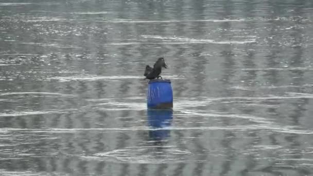 小鸟在桶上漂浮 — 图库视频影像