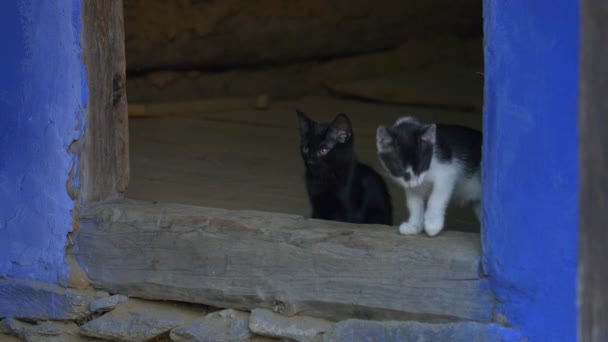 Gatinhos Uma Porta — Vídeo de Stock