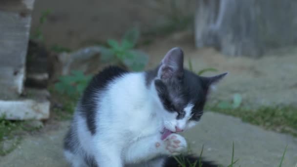 Γατάκι Καθαρίζει Πόδια Του — Αρχείο Βίντεο