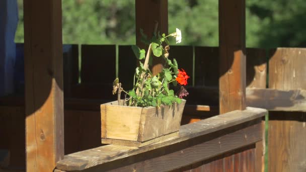 Vista Vaso Fiori Legno — Video Stock