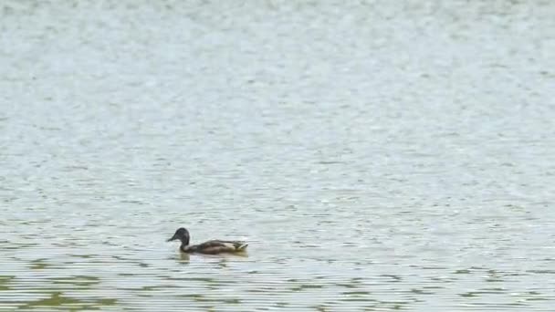 Утка Воде — стоковое видео