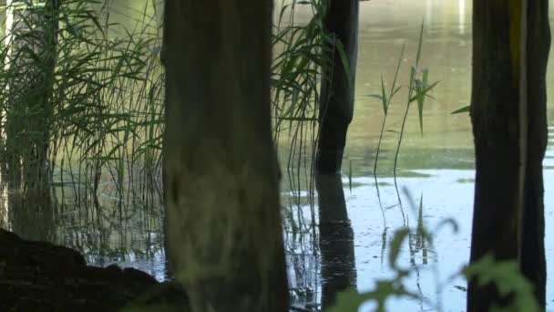 Ağaç Gövdeleri Bir Göl — Stok video
