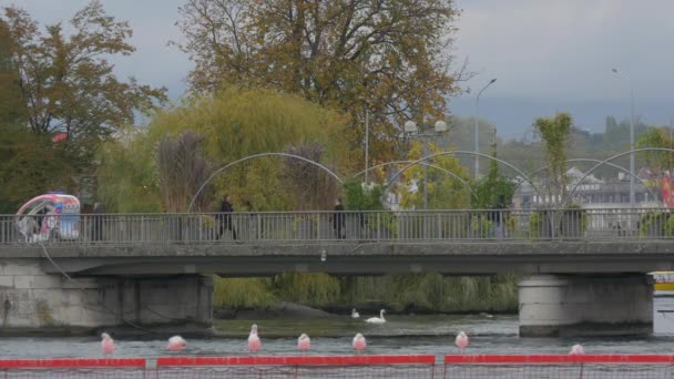 Pont Des Bergues Genewie — Wideo stockowe