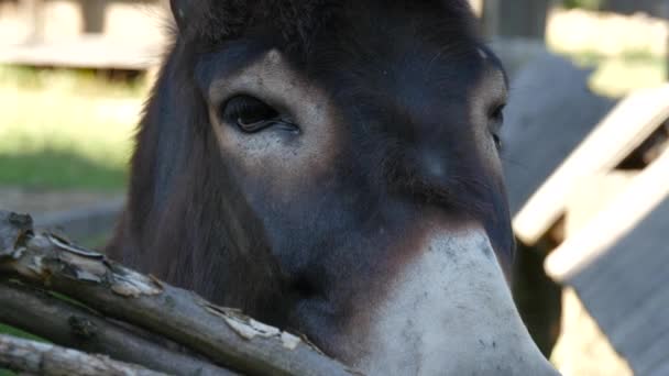 Close Donkey Head — Stok video