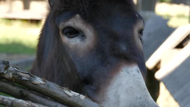 Close Donkey Head — Αρχείο Βίντεο