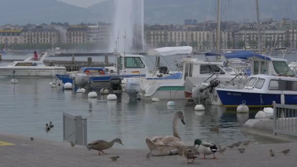 Човни Пришвартовані Озері Женева — стокове відео