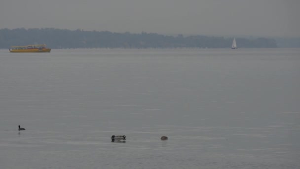 Enten Schwimmen Auf Einem See — Stockvideo