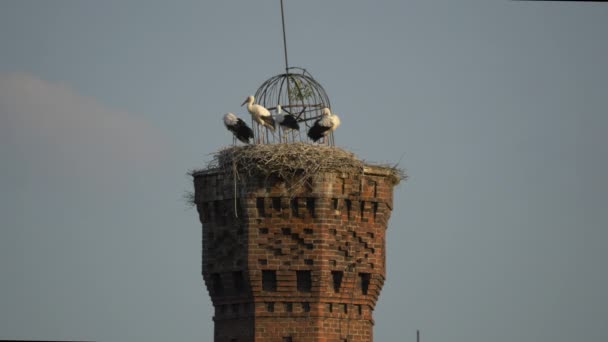 Storks Tower — Stok video