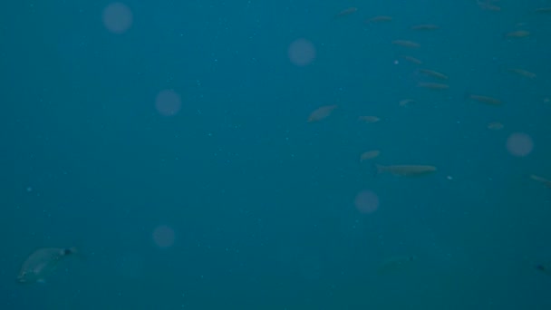 Рыбы Плавающие Адриатическом Море — стоковое видео