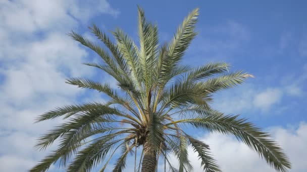 Lage Hoek Van Een Palmboom — Stockvideo