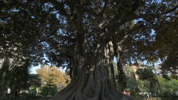 Δέντρο Moreton Bay Σύκο — Αρχείο Βίντεο