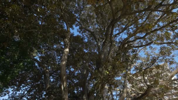 木の枝の低角度 — ストック動画