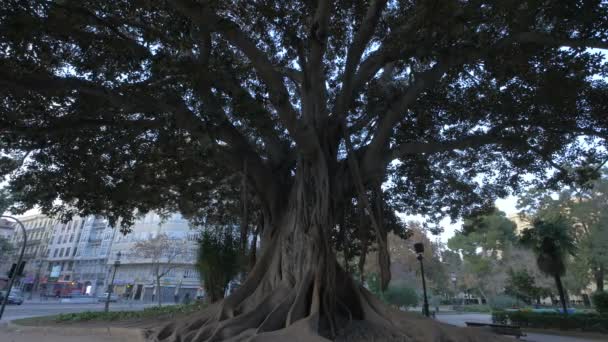 Moreton Bay Fig Träd Valencia — Stockvideo